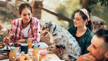 Süß, aber nicht jedermanns Sache. Der Hund weiß das leckere Essen auch zu schätzen.