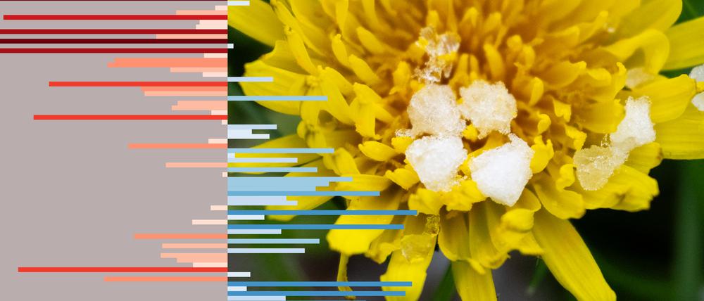 dpa/Sebastian Gollnow - Mo., 22. April 2024 459133426
april029 Aprilwetter in Berlin
Graupelkörner liegen nach einem Graupelschauer auf einer Blüte. +++ dpa-Bildfunk +++