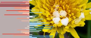 dpa/Sebastian Gollnow - Mo., 22. April 2024 459133426
april029 Aprilwetter in Berlin
Graupelkörner liegen nach einem Graupelschauer auf einer Blüte. +++ dpa-Bildfunk +++