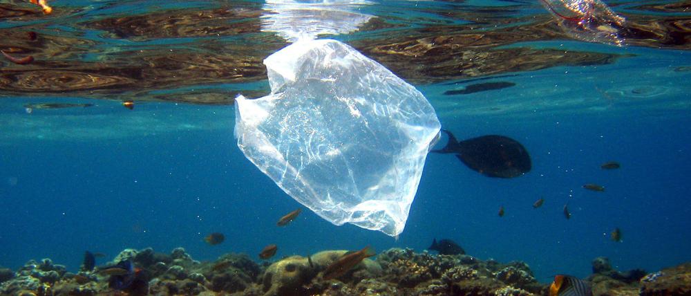 Ägypten, Naama Bay: Eine Plastiktüte schwimmt über Korallen im Roten Meer in Ägypten.
