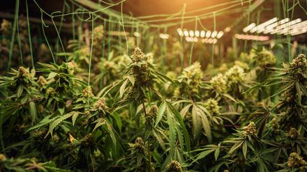 Cannabis-Pflanzen in einem Gewächshaus, bereit für die Ernte