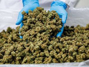 Das Geschäft mit getrockneten Blüten läuft prächtig.