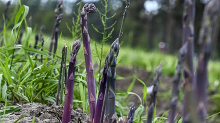 Purpurspargel wächst auf einem Spargelfeld der Jakobs-Höfe. 