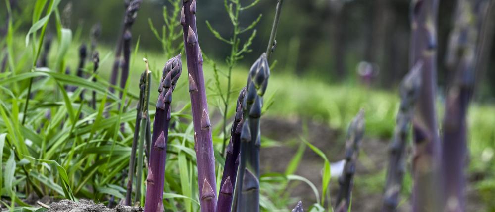 Purpurspargel wächst auf einem Spargelfeld der Jakobs-Höfe.