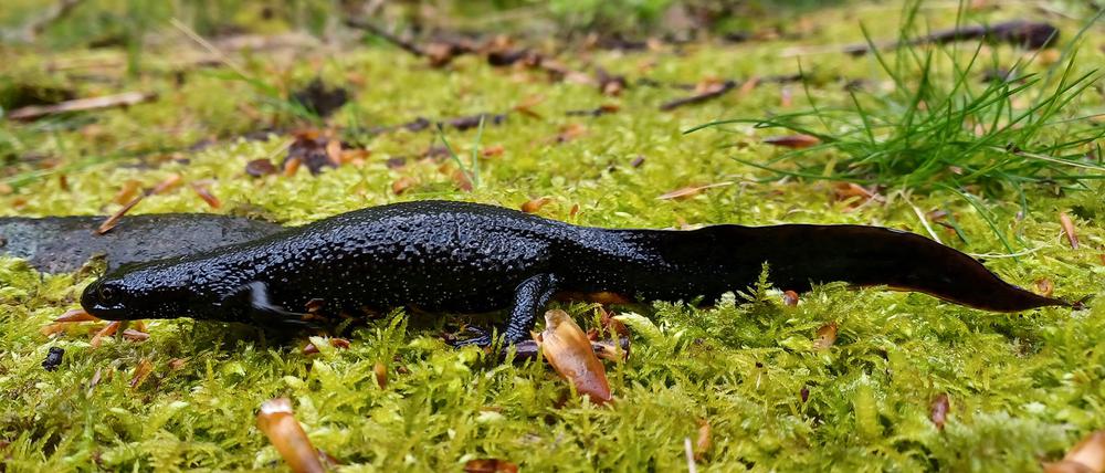 HANDOUT - 17.04.2024, Sachsen-Anhalt, Ilsenburg (Harz): Im Nationalpark Harz sind erstmals Exemplare des streng geschützten Nördlichen Kammmolchs gefunden worden. An einem kleinen Stillgewässer im Schutzgebiet im Raum Ilsenburg wurden Mitarbeiter acht ausgewachsene Exemplare ausgemacht. Sie sind mit bis zu 20 Zentimetern Länge deutlich größer als die heimischen Molcharten. (Zu dpa «Nationalpark Harz meldet unerwarteten Fund des Nördlichen Kammmolchs») Foto: Martin Baumgartner/Nationalpark Harz/dpa - ACHTUNG: Nur zur redaktionellen Verwendung im Zusammenhang mit der aktuellen Berichterstattung und nur mit vollständiger Nennung des vorstehenden Credits +++ dpa-Bildfunk +++