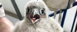 Das sind Turmfalkenbabys aus dem Vivantes Wasserturm in Neukölln, die Baby-Fotos stammen aus den Jahren 2017. Der größere Mutterfalke ist von 2022. Fotoquelle: Vivantes.