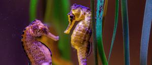 Tropical seahorses Twenty tropical seahorses 12 females and 8 male arrived in Pula Aquarium from Duisburg, Germany , A seahorse are seen ö ü at the Aquarium Pula in Croatia on March 30, 2021. SreckoxNiketic/PIXSELL
