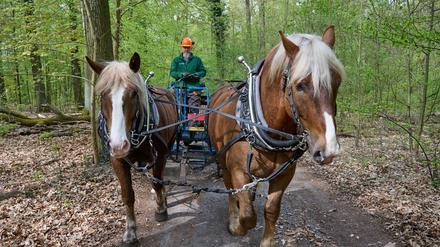 Arbeitspferde der Berliner Forsten in der Revierförsterei Dreilinden. 