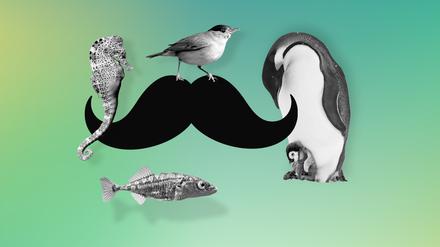 So unterschiedlich, aber in einem gleich: Die Mönchsgrasmücke, der Pinguin, der Stichling und das Seepferdchen sind bemerkenswerte Väter.