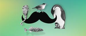 So unterschiedlich, aber in einem gleich: Die Mönchsgrasmücke, der Pinguin, der Stichling und das Seepferdchen sind bemerkenswerte Väter.