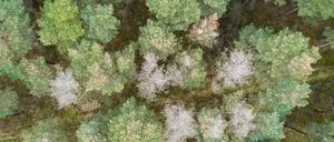 Kranke Kiefern mit ausgetrockneten Baumkronen stehen in einem Kiefernwald der Niedersächsischen Landesforsten im Landkreis Gifhorn. Mit der Trockenheit kommt der Pilz: Mit der Kiefer ist nun die nächste Baumart vom Waldsterben betroffen. Der Pilz Diplodia befällt die Kiefern und sorgt für massive Schäden. +++ dpa-Bildfunk +++