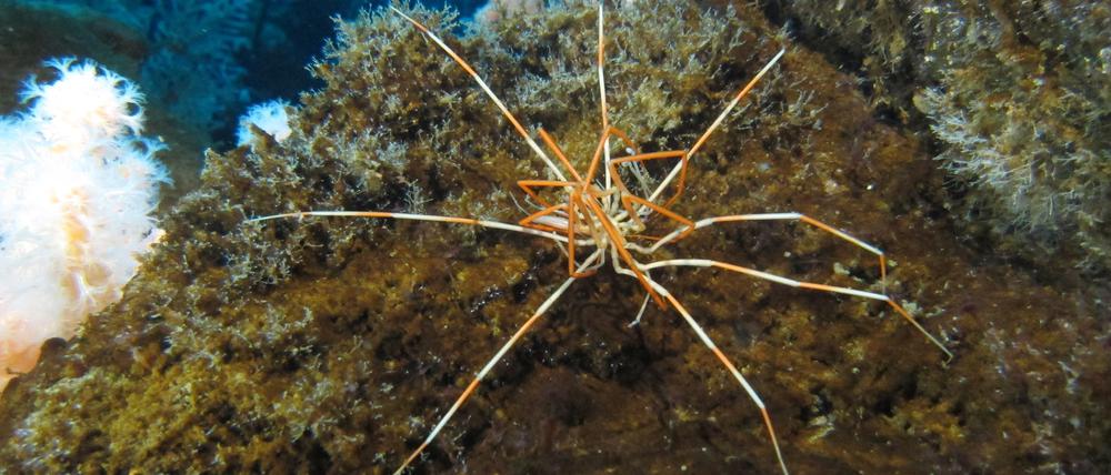 In den Gewässern der Antarktis scheint beachtliche Größe ein Überlebensvorteil zu sein.
