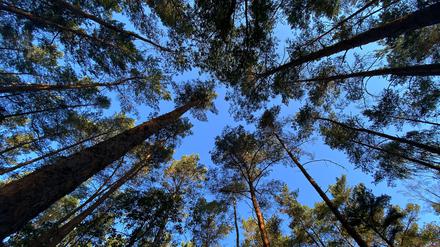 ARCHIV - 12.08.2020, Berlin: Blauer Himmel ist im Grunewald zwischen den Bäumen zu sehen. (zu "Waldzustandsbericht: So wenig gesunde Bäume wie noch nie seit 1991") Foto: Paul Zinken/dpa-Zentralbild/dpa +++ dpa-Bildfunk +++