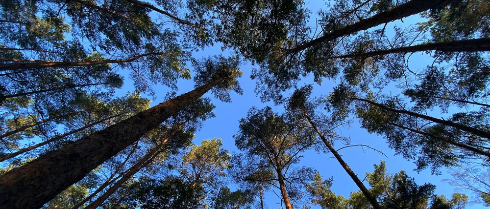 ARCHIV - 12.08.2020, Berlin: Blauer Himmel ist im Grunewald zwischen den Bäumen zu sehen. (zu "Waldzustandsbericht: So wenig gesunde Bäume wie noch nie seit 1991") Foto: Paul Zinken/dpa-Zentralbild/dpa +++ dpa-Bildfunk +++