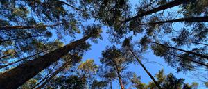 ARCHIV - 12.08.2020, Berlin: Blauer Himmel ist im Grunewald zwischen den Bäumen zu sehen. (zu "Waldzustandsbericht: So wenig gesunde Bäume wie noch nie seit 1991") Foto: Paul Zinken/dpa-Zentralbild/dpa +++ dpa-Bildfunk +++