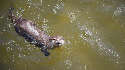 Ein Zwergotter schwimmt in einem Gehege im Berliner Tierpark. 
