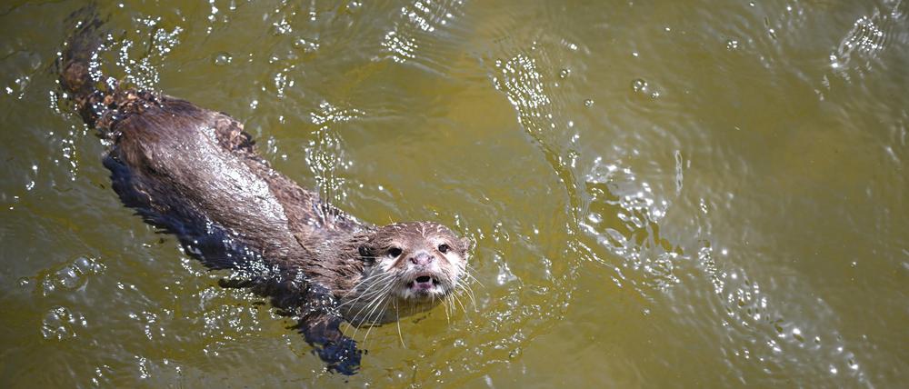 Ein Zwergotter schwimmt in einem Gehege im Berliner Tierpark.