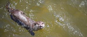 Ein Zwergotter schwimmt in einem Gehege im Berliner Tierpark. 