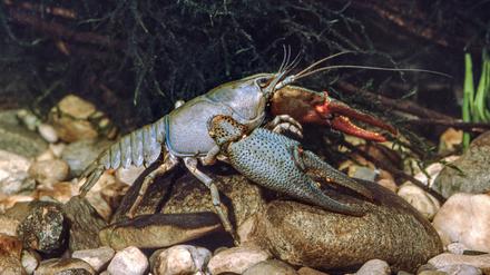 Die Edelkrebse (Astacus astacus) waren in Nordosteuropa heimisch, bis die Krebspest ihre Bestände ab dem 19. Jahrhundert kollabieren ließ.