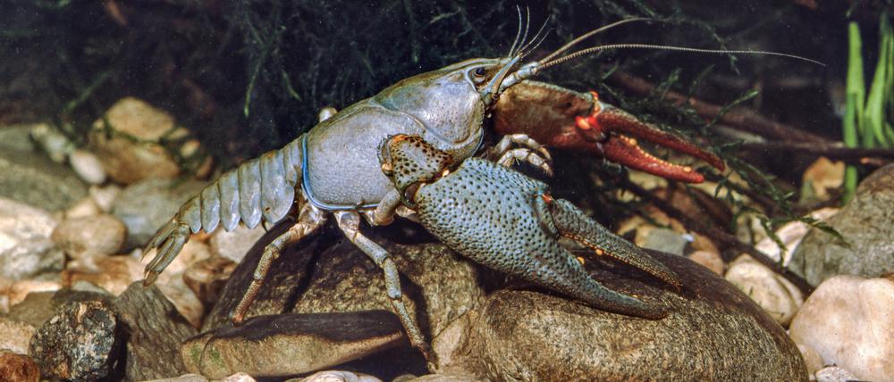 Die Edelkrebse (Astacus astacus) waren in Nordosteuropa heimisch, bis die Krebspest ihre Bestände ab dem 19. Jahrhundert kollabieren ließ.