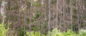 13.05.2024, Baden-Württemberg, Rottweil: Nadel- und Laubbäume stehen in einem Waldstück bei Rottweil. 