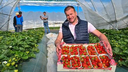 13.05.2024, Brandenburg, Niewitz: Johannes Embach, Juniorchef vom Spreewaldhof Niewitz GmbH & Co. KG, zeigt frisch geerntete Erdbeeren. Am Mittag soll Brandenburgs Landwirtschaftsminister Vogel (Bündnis 90/Die Grünen) hier auf dem Spreewaldhof feierlich die diesjährige Erdbeersaison eröffnen. Nach Auskunft vom Gartenbauverband Berlin-Brandenburg e.V. verringert sich in Brandenburg die Anbauflächen und die Anzahl der Erdbeerproduzenten seit Jahren. Brandenburger Erdbeeren werden im Freiland nur auf rund 150 Hektar angebaut und in Folientunneln und Gewächshäusern auf etwa 40 Hektar gepflückt. Gegenüber dem Vorjahr verkleinerte sich die ertragsfähige Anbaufläche im Freiland 2023 um gut 70 Hektar. Die Erntemenge betrug 1405 Tonnen, also deutlich weniger als der Durchschnitt der letzten fünf Jahre zuvor von rund 2235 Tonnen. Hierfür waren vor allem hohe Temperaturen und mangelnde Niederschläge verantwortlich. Foto: Patrick Pleul/dpa/ZB - Honorarfrei nur für Bezieher des Dienstes ZB-Funkregio Ost +++ ZB-FUNKREGIO OST +++
