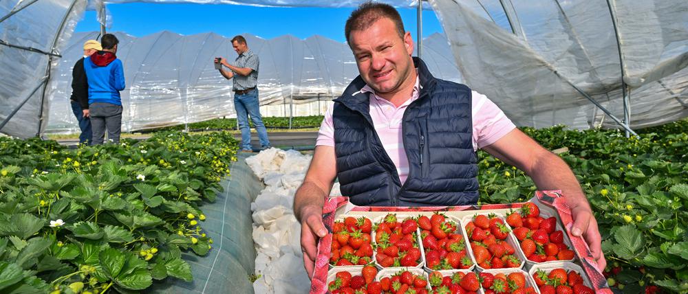 13.05.2024, Brandenburg, Niewitz: Johannes Embach, Juniorchef vom Spreewaldhof Niewitz GmbH & Co. KG, zeigt frisch geerntete Erdbeeren. Am Mittag soll Brandenburgs Landwirtschaftsminister Vogel (Bündnis 90/Die Grünen) hier auf dem Spreewaldhof feierlich die diesjährige Erdbeersaison eröffnen. Nach Auskunft vom Gartenbauverband Berlin-Brandenburg e.V. verringert sich in Brandenburg die Anbauflächen und die Anzahl der Erdbeerproduzenten seit Jahren. Brandenburger Erdbeeren werden im Freiland nur auf rund 150 Hektar angebaut und in Folientunneln und Gewächshäusern auf etwa 40 Hektar gepflückt. Gegenüber dem Vorjahr verkleinerte sich die ertragsfähige Anbaufläche im Freiland 2023 um gut 70 Hektar. Die Erntemenge betrug 1405 Tonnen, also deutlich weniger als der Durchschnitt der letzten fünf Jahre zuvor von rund 2235 Tonnen. Hierfür waren vor allem hohe Temperaturen und mangelnde Niederschläge verantwortlich. Foto: Patrick Pleul/dpa/ZB - Honorarfrei nur für Bezieher des Dienstes ZB-Funkregio Ost +++ ZB-FUNKREGIO OST +++