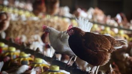 Fast überall in Brandenburg gilt nach dem Ausbruch der Vogelgrippe eine Stallpflicht.