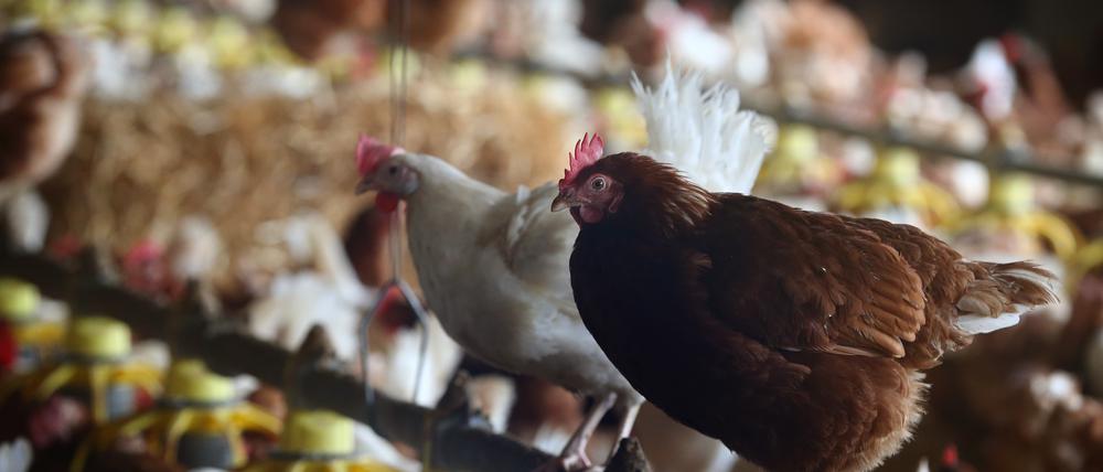 Fast überall in Brandenburg gilt nach dem Ausbruch der Vogelgrippe eine Stallpflicht.