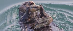Mit einem Felsbrocken als Amboss knackt dieser Seeotter eine Muschel.