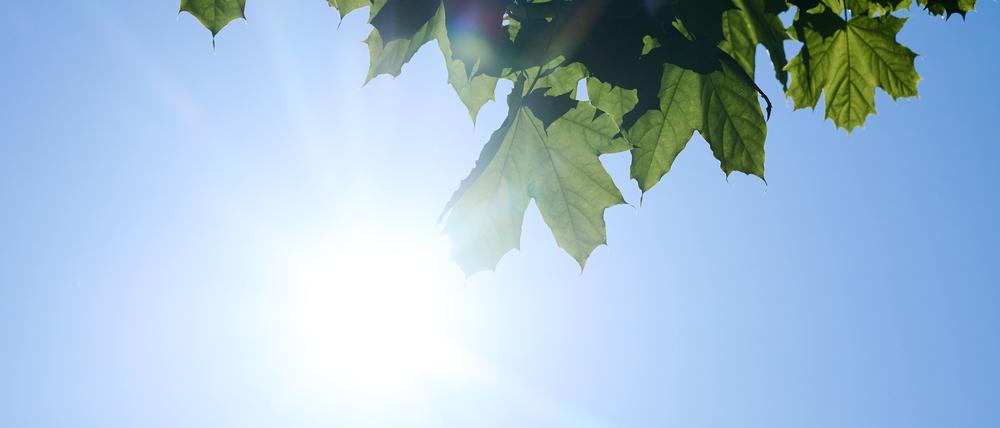 Schon am frühen Morgen scheint die Sonne von einem nahezu wolkenlosen Himmel. In der Woche wird es sommerlich warm rund um die Hauptstadt. 