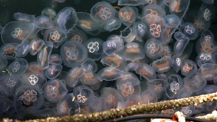 Massen von Ohrenquallen (Aurelia aurita) schwimmen in der Ostsee.
