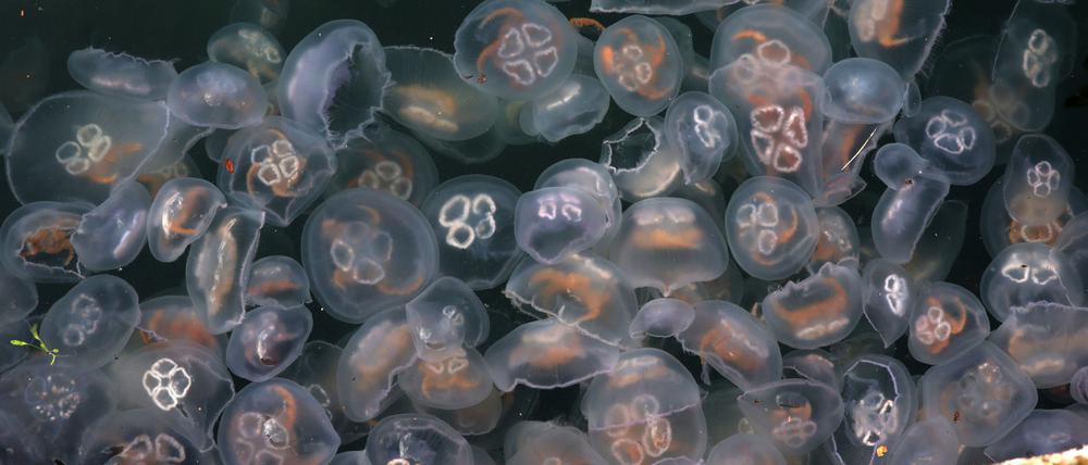 Massen von Ohrenquallen schwimmen in der Ostsee.