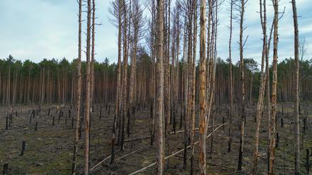 Blick über eine Waldbrandfläche aus dem Jahr 2022 nahe Beelitz.
