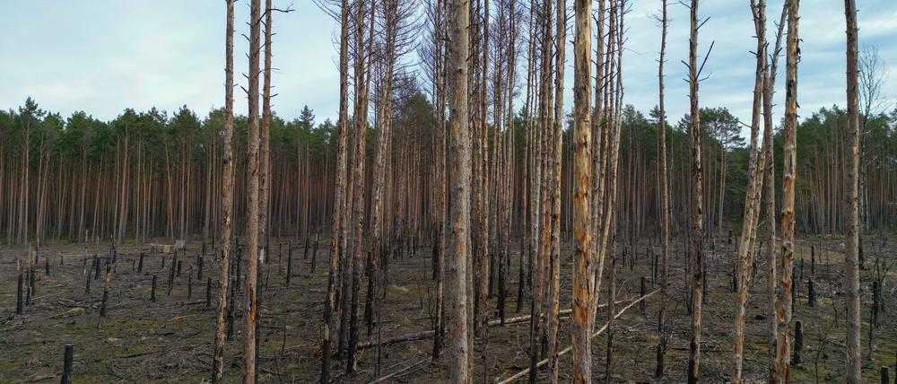 Blick über eine Waldbrandfläche aus dem Jahr 2022 nahe Beelitz.