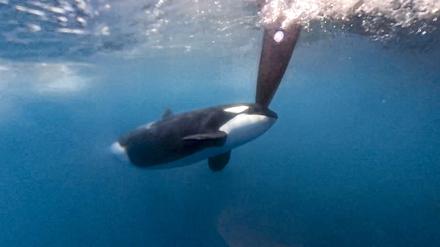 2023 machte sich ein Orca am Ruder des Boots von Team Jajo im Ocean Race zu schaffen.