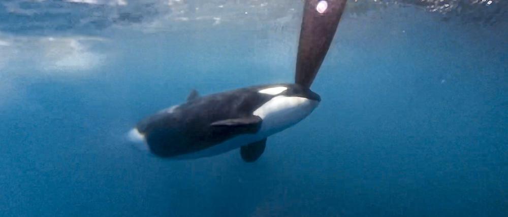 2023 machte sich ein Orca am Ruder des Boots von Team Jajo im Ocean Race zu schaffen.