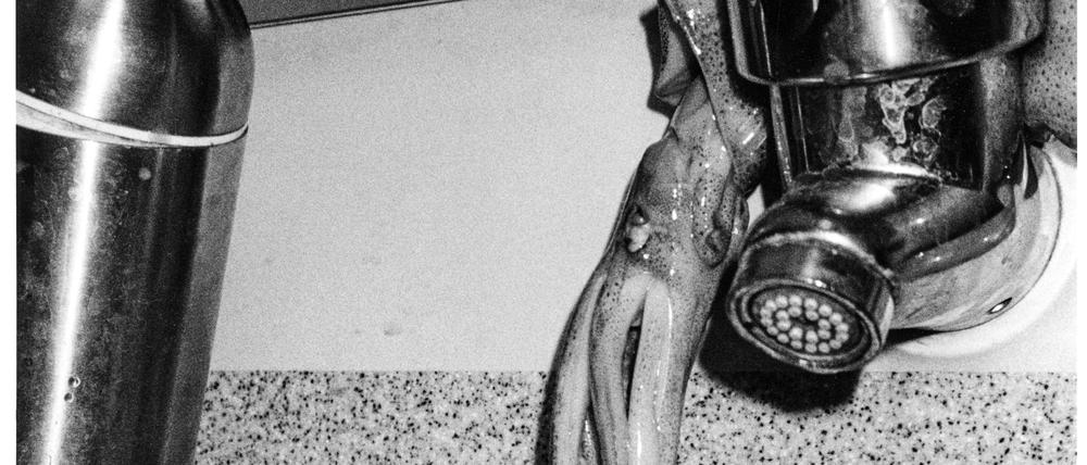 Das Foto von Josephine Pryde „Cabinets (14), 2019/24“ zeigt einen toten Oktopus im Waschbecken einer Flugzeugtoilette.
