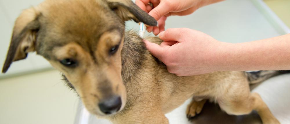 Da Parasiten von Hunden auch auf den Menschen übertragen werden können, sind Wurmkuren die sicherste Variante für die tierische und auch die menschliche Gesundheit.
