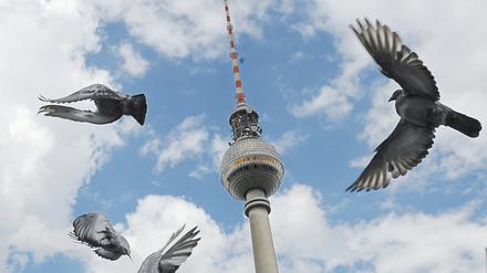 ARCHIV - Tauben fliegen am 30.08.2009 in Berlin vor dem Fernsehturm. Die Hauptstadt ist arm. Aber ein privater Geldgeber hat für Stadttauben Kapital übrig. Auf dem Potsdamer Platz bekommen sie eine Luxusherberge - in Form einer ruhenden Taube. Foto: Jens Kalaene/dpa +++ dpa-Bildfunk +++