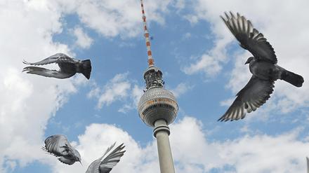 Tauben fliegen in Berlin vor dem Fernsehturm. (Symbolbild)
