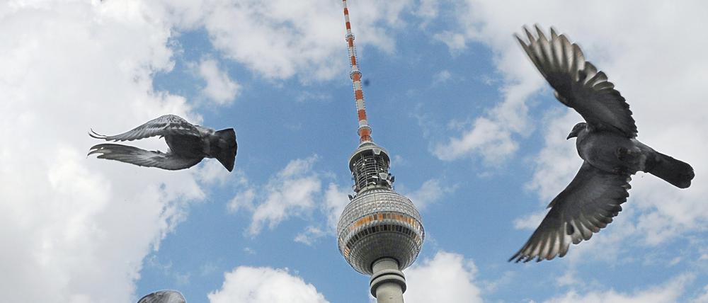 Auch wenn in Berlin gern auf Tauben geschimpft wird: Sie sind ein Symbol für Frieden – und den Heiligen Geist.