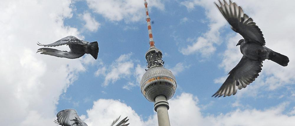 Tauben fliegen in Berlin vor dem Fernsehturm. (Symbolbild)