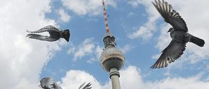 ARCHIV - Tauben fliegen am 30.08.2009 in Berlin vor dem Fernsehturm. Die Hauptstadt ist arm. Aber ein privater Geldgeber hat für Stadttauben Kapital übrig. Auf dem Potsdamer Platz bekommen sie eine Luxusherberge - in Form einer ruhenden Taube. Foto: Jens Kalaene/dpa +++ dpa-Bildfunk +++