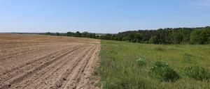 Ein konventionell bestelltes Maisfeld (links), noch ohne Vegetation, und eine angrenzende selbstbegrünte, ältere Ackerbrache.