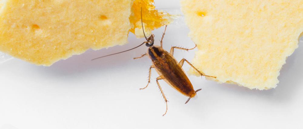 Weltweit erfolgreich und beim Essen nicht wählerisch