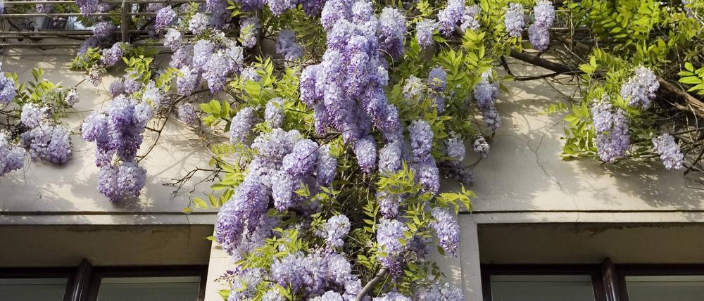 Blauregenblüten bieten Futter fürs Auge und für Wildbienen sowie Hummeln.