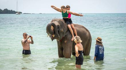 Elefanten werden – wie hier auf der thailändischen Insel Koh Chang – als Fotomodelle und Transportmittel für Touristen gehalten.