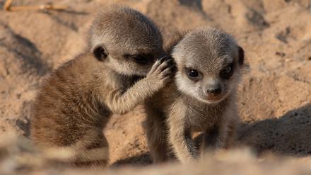 Erdmännchen (Suricata suricatta) geben ständig Laute von sich - von einem Dialog kann aber keine Rede sein. 