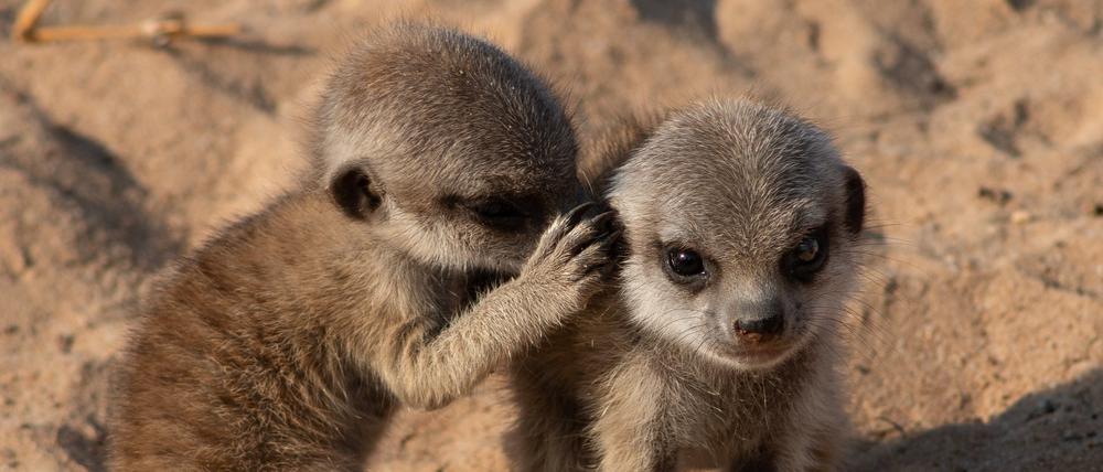 Erdmännchen (Suricata suricatta) geben ständig Laute von sich - von einem Dialog kann aber keine Rede sein. 